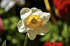 narcissus-thursday-flower-market.jpg