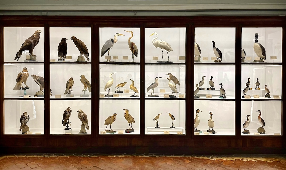 Display of taxidermied birds bird-collection-specola-museum.jpeg