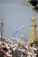 persimmons-in-snow.jpg